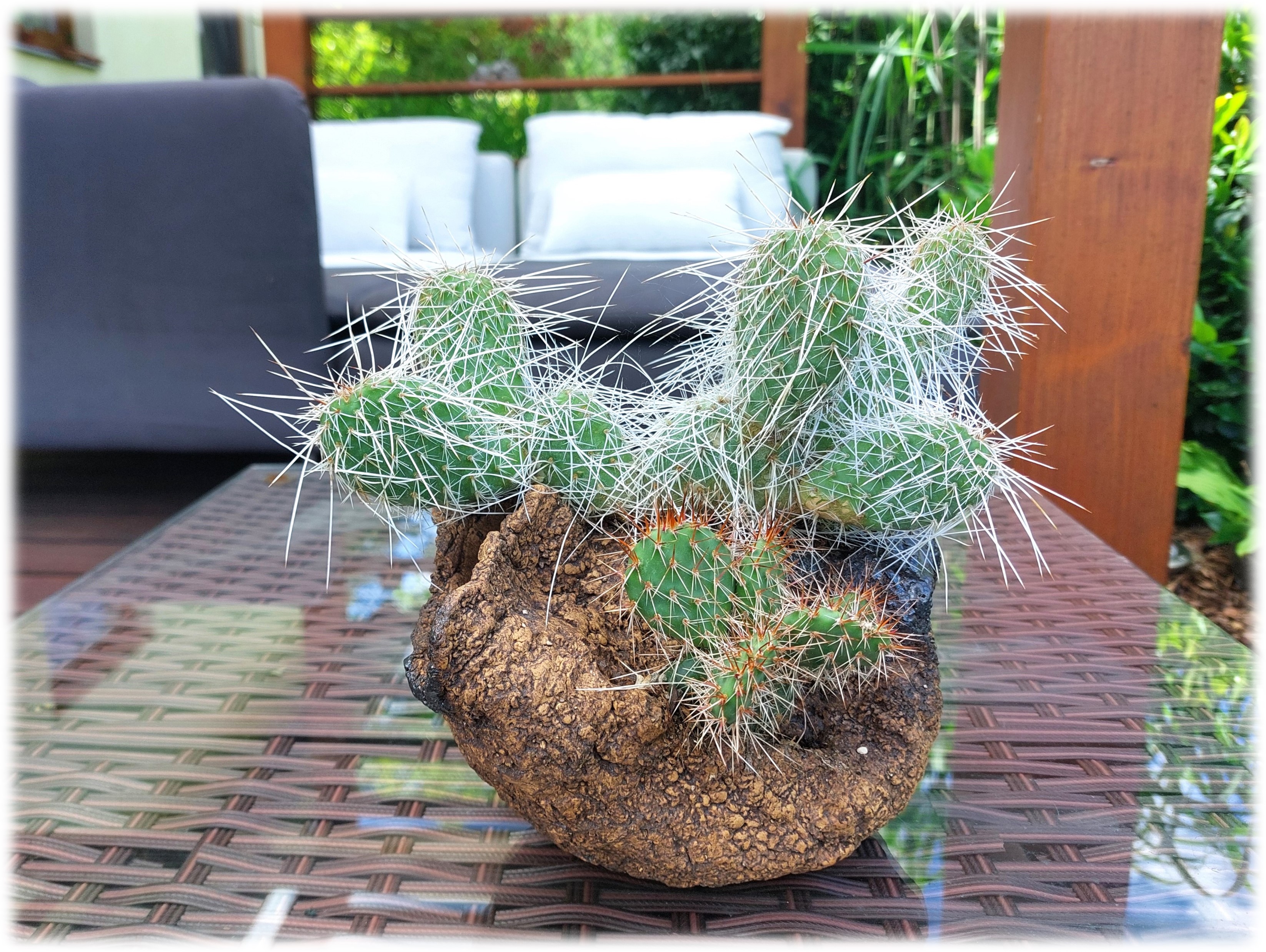 Opuntia OK2